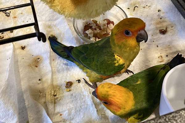 Two Baby Sun Conures for Sale