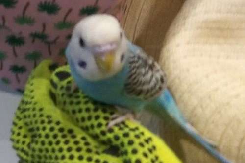 Indoor Aqua Parakeetbudgie Pickup Available Unknown Sex