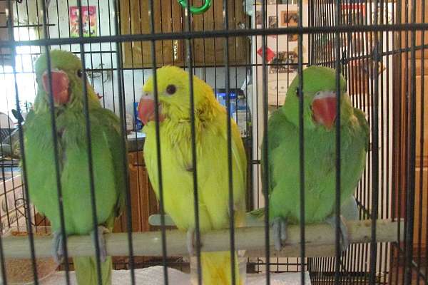 Baby Male Ringneck