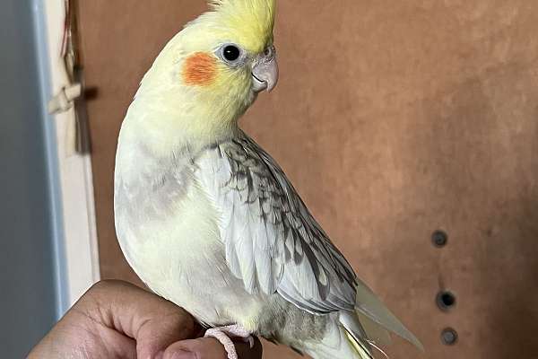 7 Month Pied Tamed Cockatiel