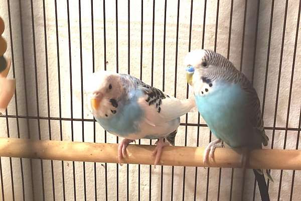 beautiful Parakeets for sale with free cage