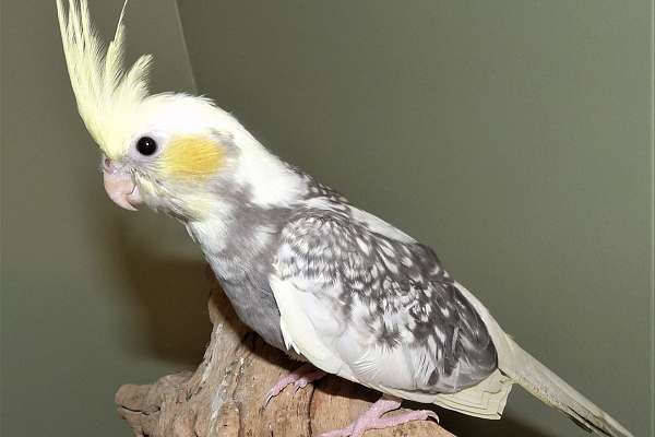 Cockatiel baby