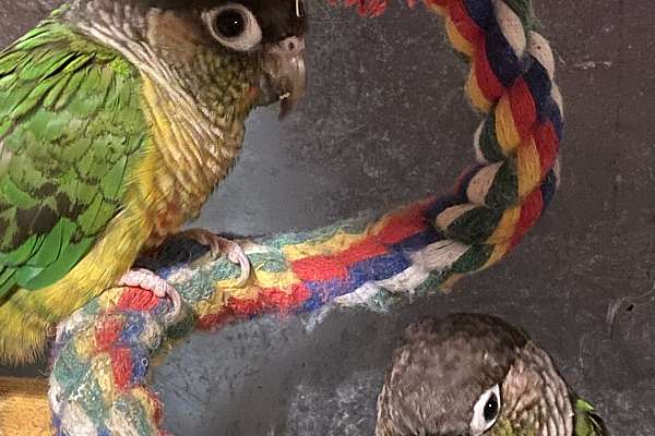 Bonded breeding pair of conures birds