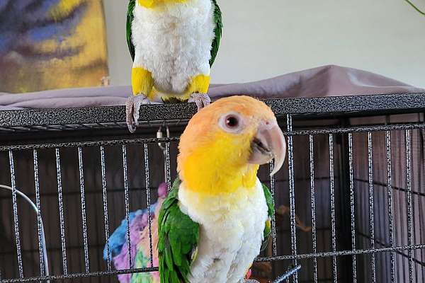 White Bellied Caiques pair