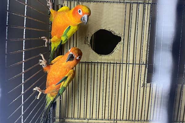 Sun conures babies