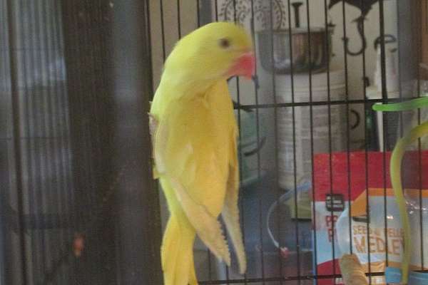 Female baby yellow ringneck