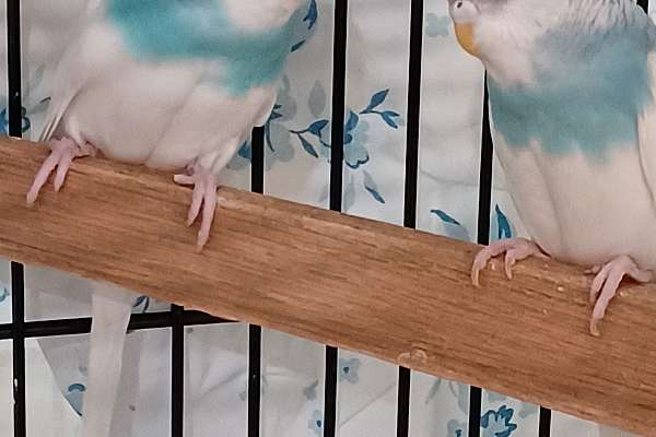 Baby parakeets for sale