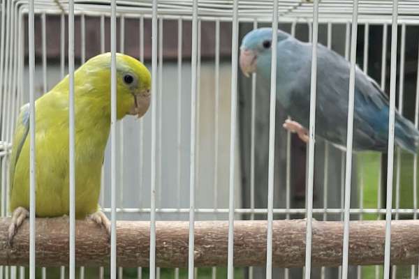 Pair of parrotlets