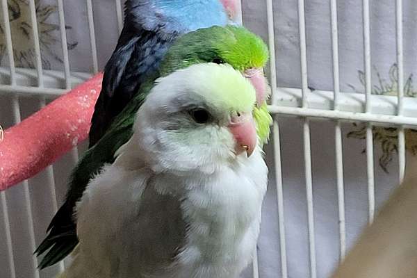 3 Parrotlets for sale