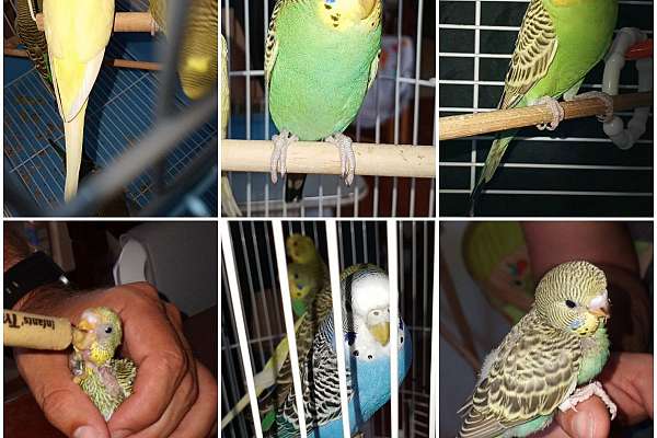 Young Fancy and Lutinos Parakeets for sale prices vary please read descript