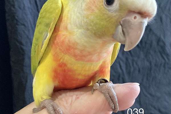 American Dilute Green Cheek Conure Baby