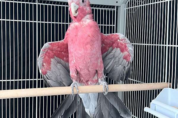 rose breasted cockatoo for adoption