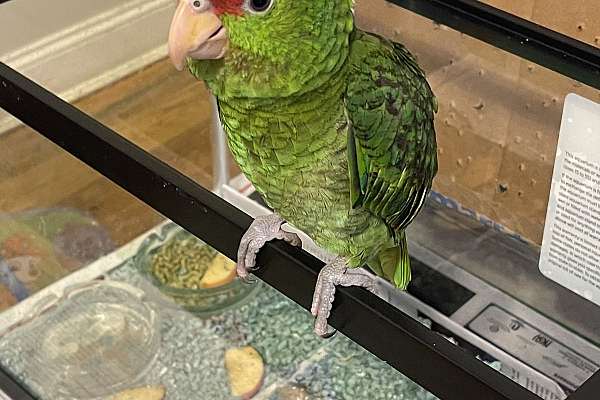 3.5 Month Old Red-Lored Amazon