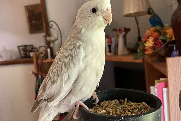 Cinnamon Whiteface Pearl Cockatiels