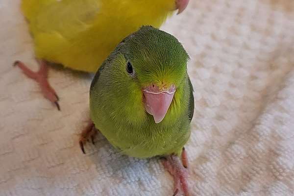 Baby Parrotlets!