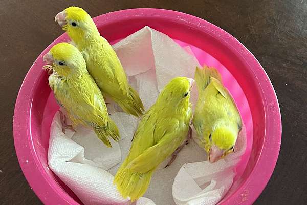 Parrotlets