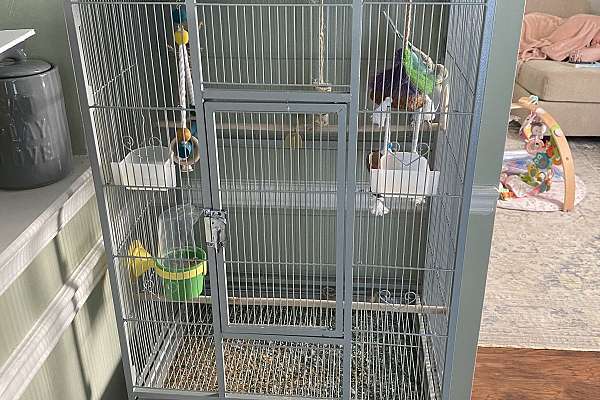 2 Parakeets