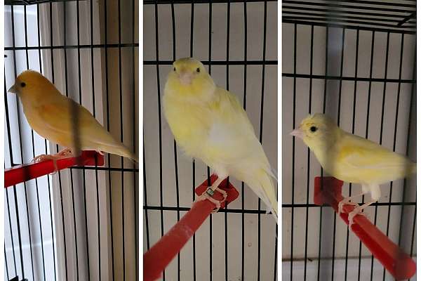 3 Canaries 2 Female And 1 Male