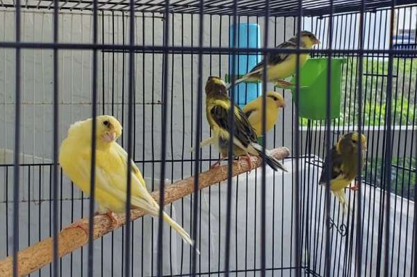 Yellow/Green Canary Birds