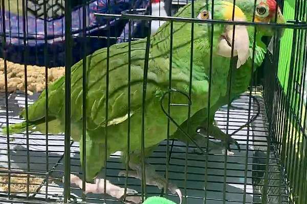 Panama Amazon parrot for Rehome