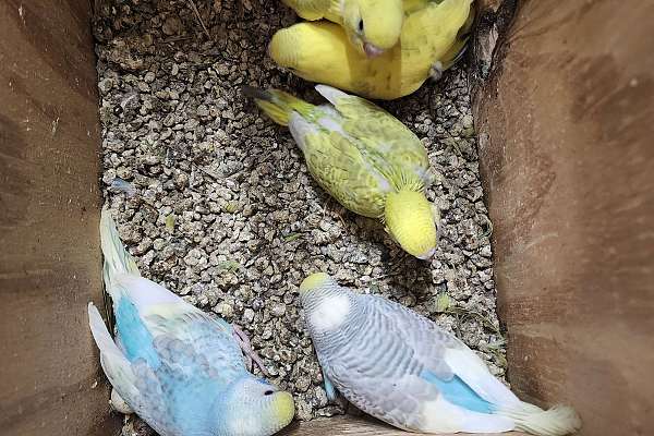 American parakeets babies