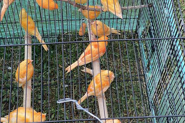 Young Red Factor And Mix Canary young-red-factor-and-mix-canary
