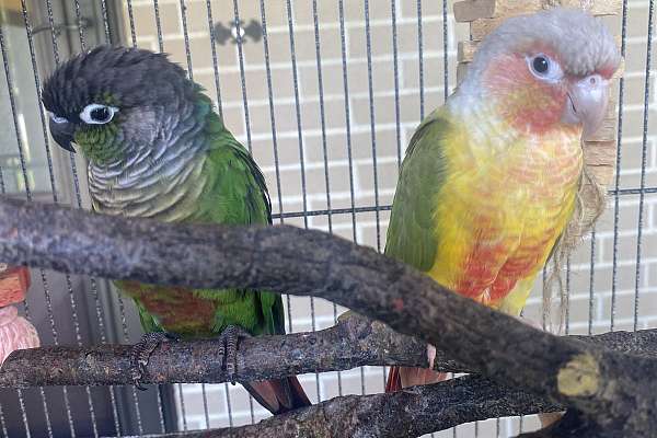 Breeding Pair Green Cheek Conures