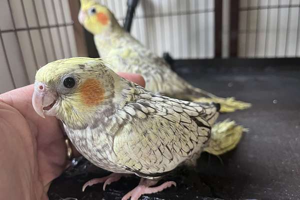 Cute baby cockatiel #5