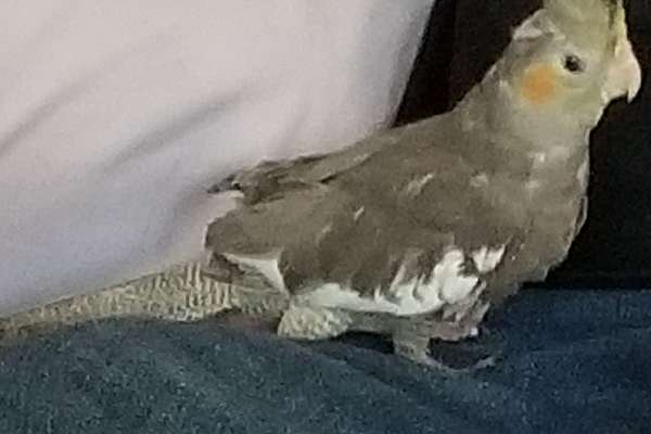 Baby cockatiel