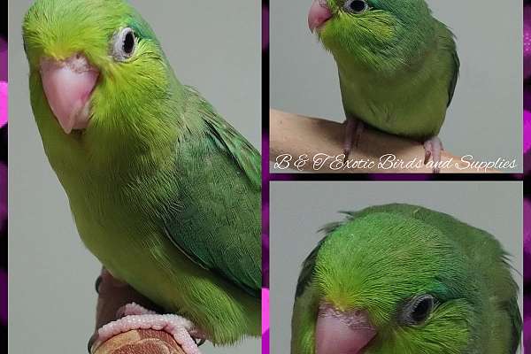 Parrotlets