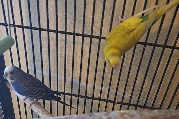 2 young budgies for sale