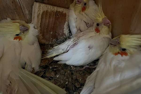 Cockatiel babies
