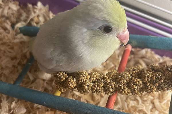 Beautiful Parrotlets for sale