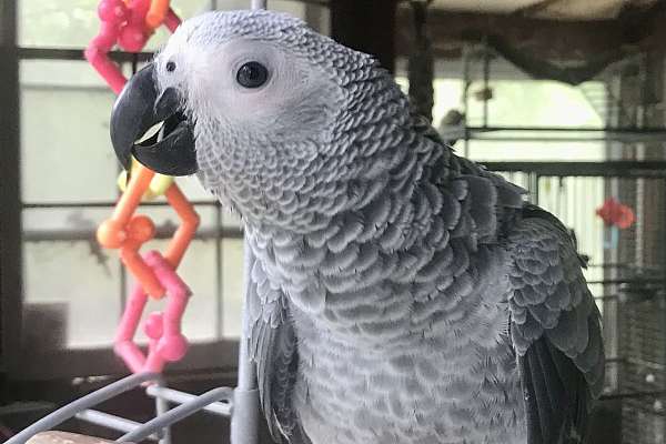 African grey baby