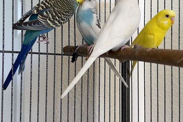 Baby Budgie Parakeets for Sale