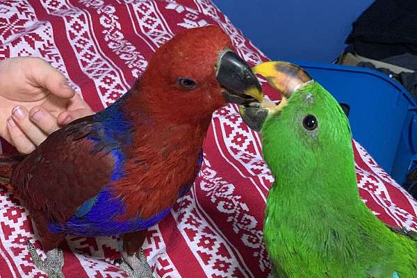 Unrelated Eclectus male and Eclectus female for sale
