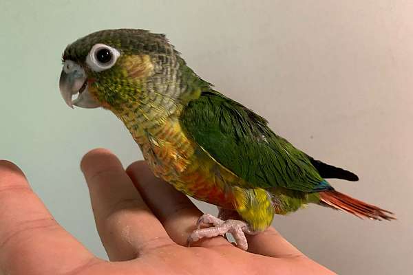 Yellowside Green conure