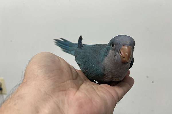 Baby blue quaker parrot tame