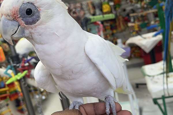 Bared Eyed Cockatoo