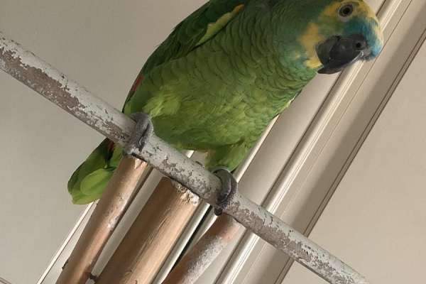 Blue Fronted Amazon Parrot   Blue Front Amazon Parrot For Sale In Brooklyn Ny 