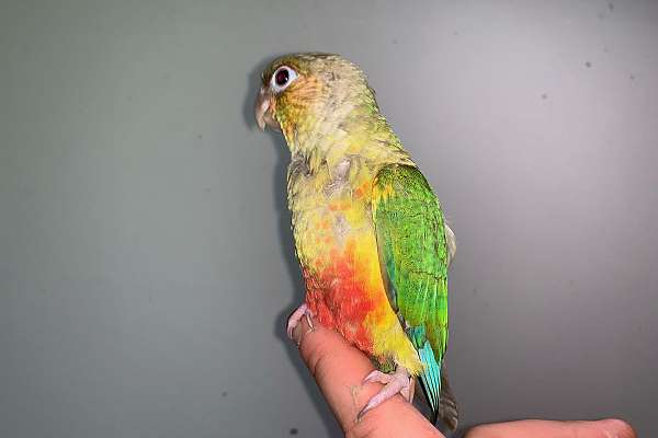 Pineapple Green Cheek Conure