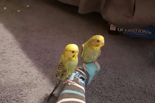 10-week-old-parakeets