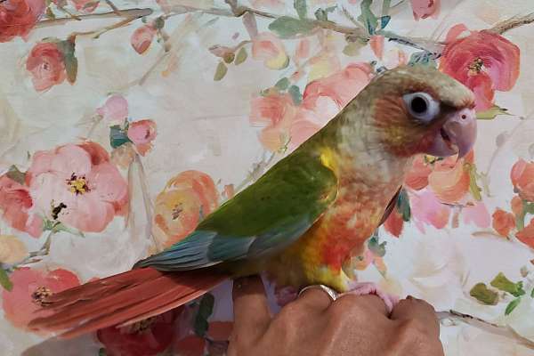 Green cheek conures