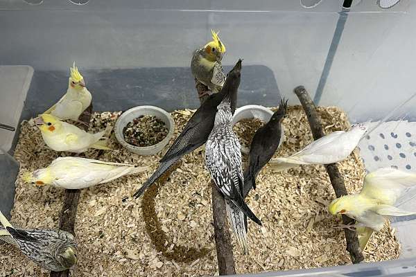 Baby Cockatiels - Handfed