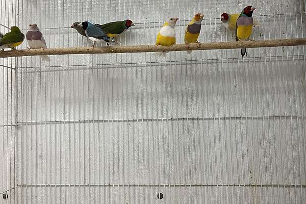 Lady Gouldians Finches