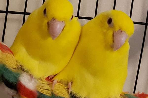 Breeding Pair of Yellow Pacific Parrotlets