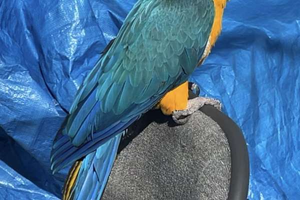 Year Old Male Blue And Gold Macaw For Sale With Cage