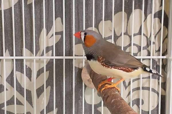 Zebra Finches