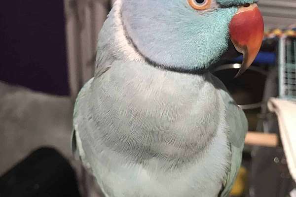 Indian Ringneck Parrot Violet Male (6 years old)