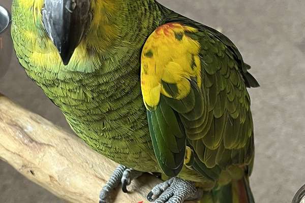 Gallery Detail: Beautiful Baby Male Blue Front Amazon Parrot